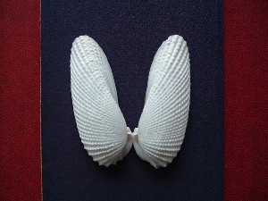  ペンション　天使の翼